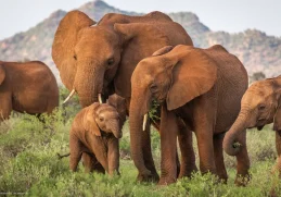 African Elephant