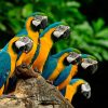 10 Interesting Fun Facts About Parrots