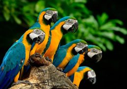 10 Interesting Fun Facts About Parrots