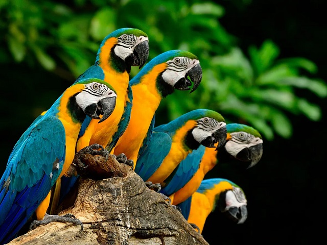 10 Interesting Fun Facts About Parrots