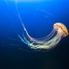 Australian box jellyfish