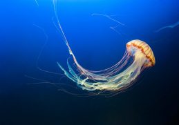 Australian box jellyfish