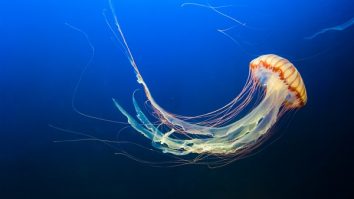 Australian box jellyfish