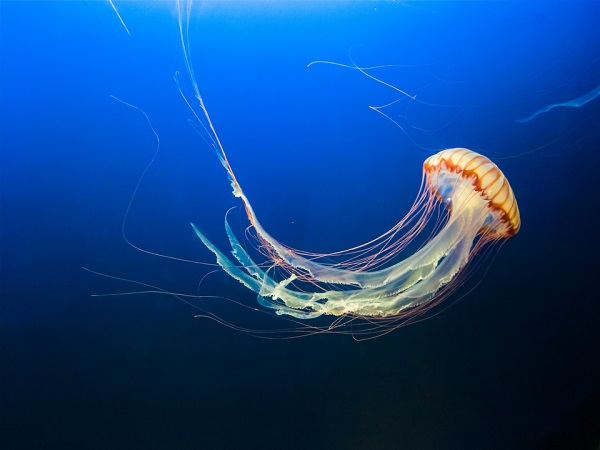 Australian box jellyfish