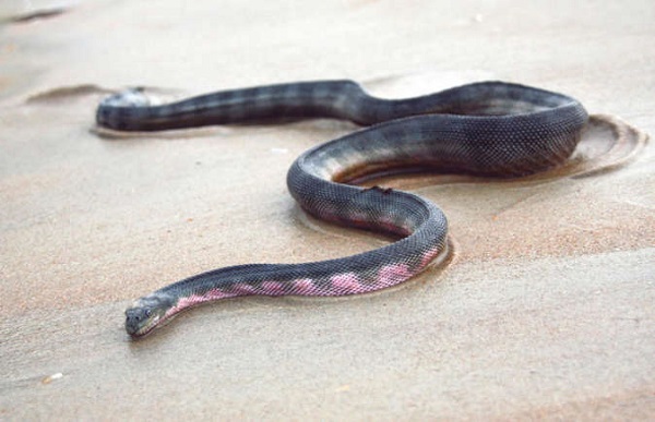 Beaked Sea Snake