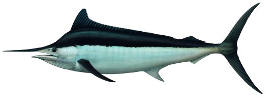 Black Marlin