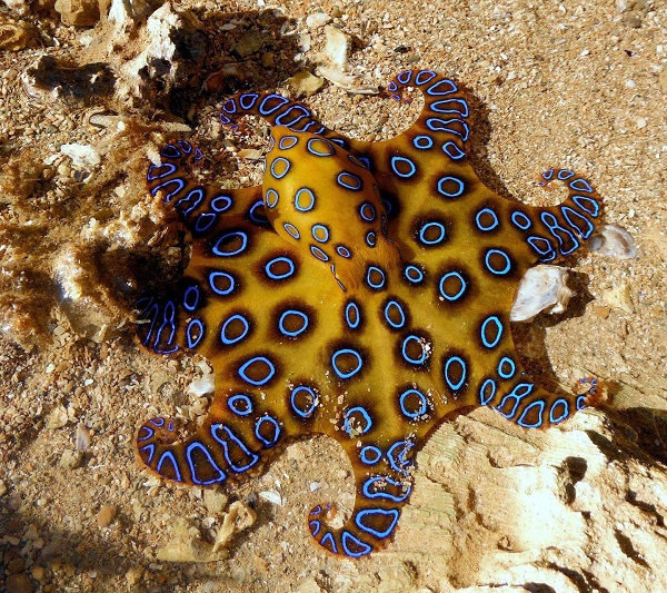 Blue-ringed Octopus