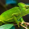 Fun Facts About Chameleons