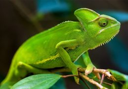 Fun Facts About Chameleons