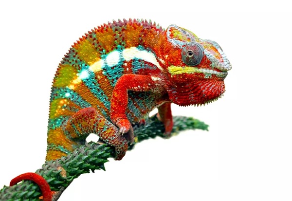 Chameleon Ability to Change Skin Colour