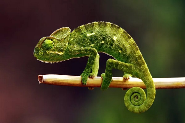 Chameleon Prehensile Tail