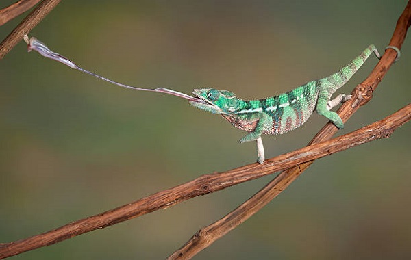 Chameleon Long and Sticky Tongues