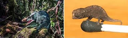 Parson's and Brookesia micra chameleon 