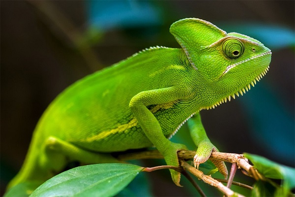 Fun Facts About Chameleons