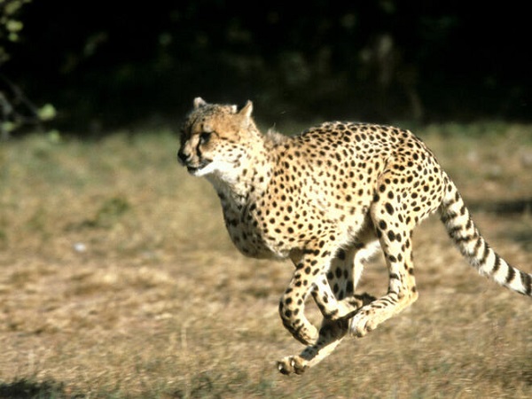 Cheetah