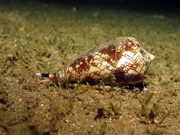 Cone Snail