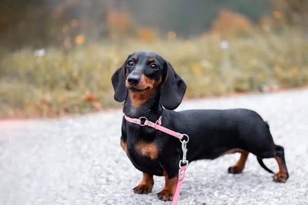 Dachshund 