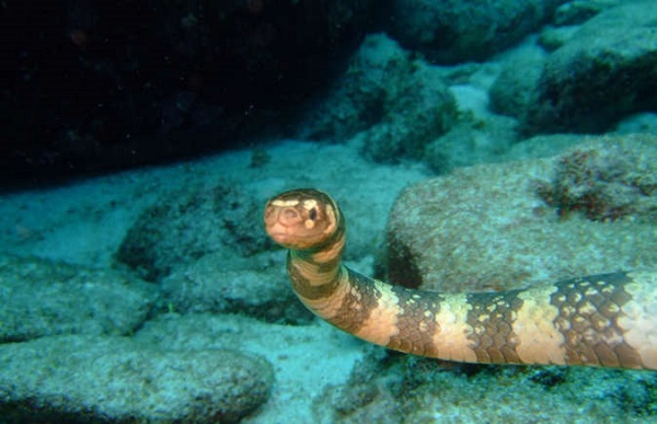 Dubois' Sea Snake