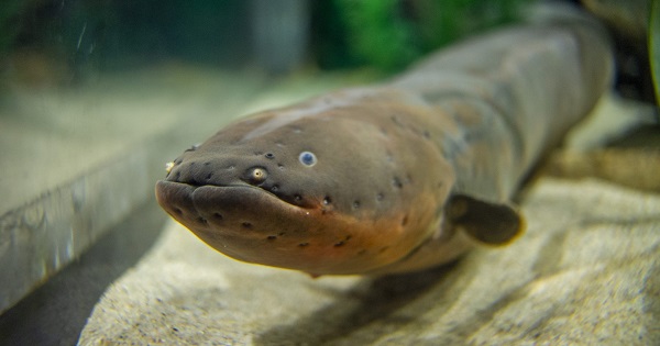 Electric eel