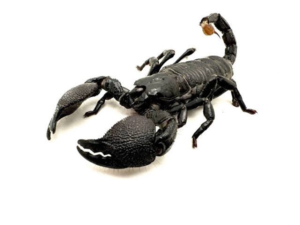 Emperor Scorpion