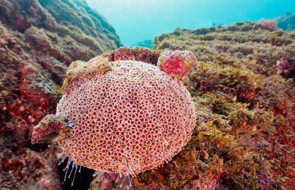 Flower Urchin