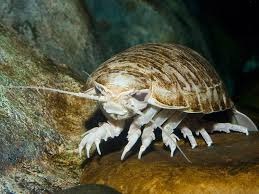 Giant Marine Isopod