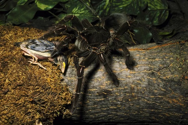 Goliath Bird-Eater Spider