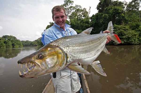 Goliath Tigerfish