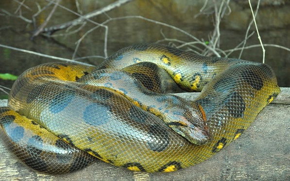 Green Anaconda