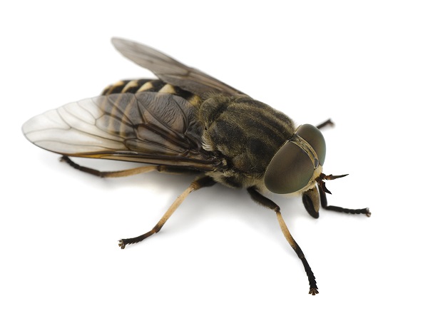 Horsefly