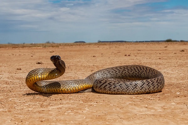 Inland Taipan