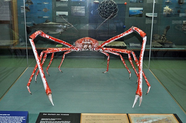 Japanese Spider Crab