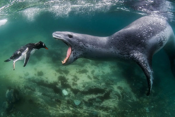 Leopard Seal