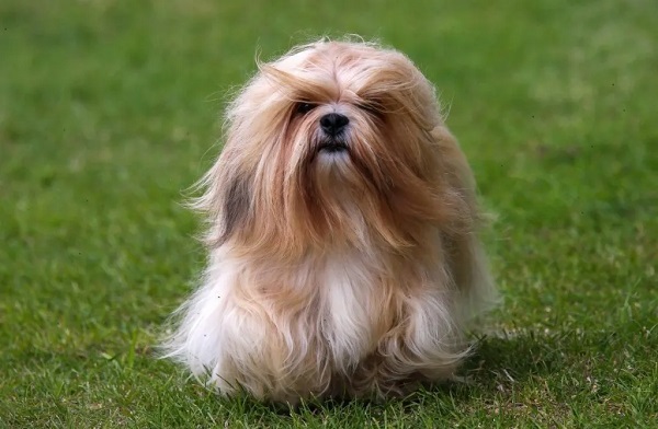 Lhasa Apso Dog