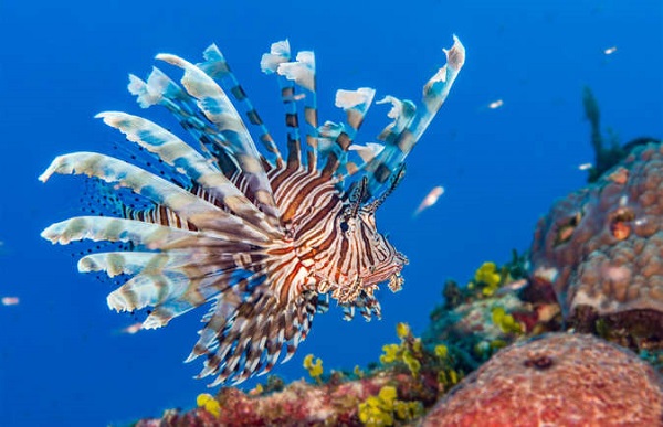 Lionfish