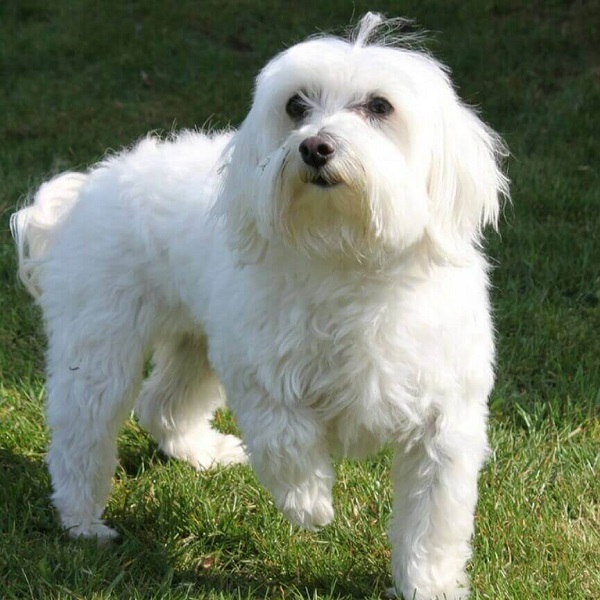 Maltese Dog