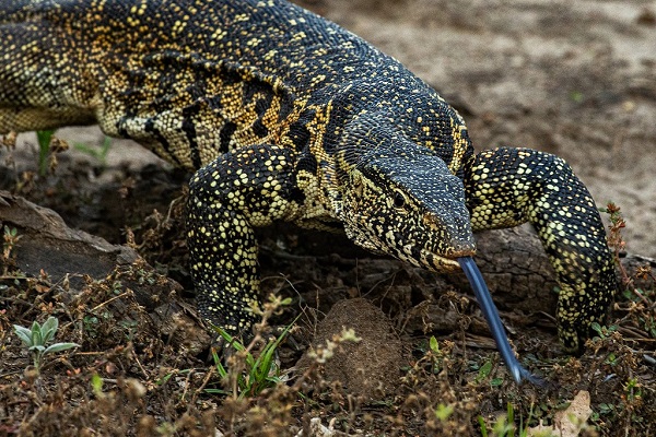 Nile Monitor