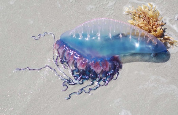 Portuguese Man O' War Fish