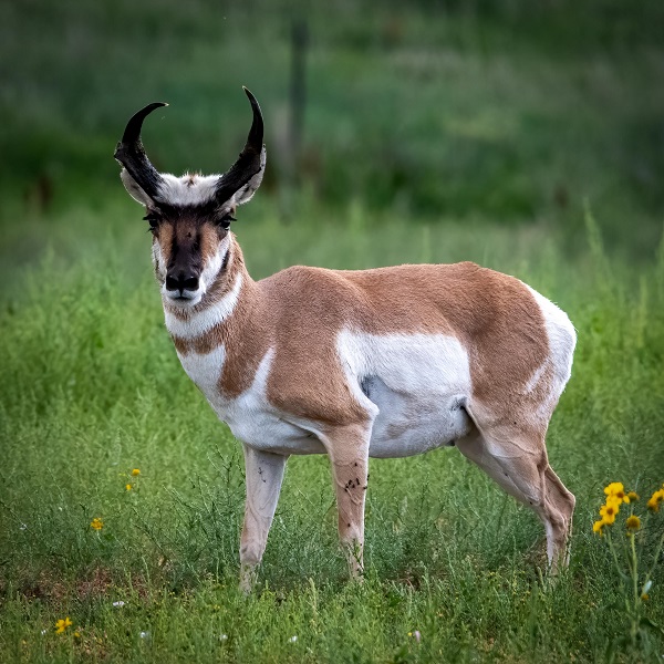 Pronghorn