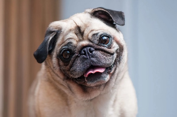 Pug Dog