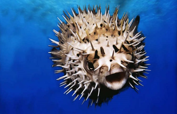 Putterfish