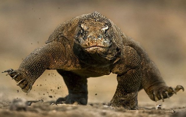 The Deadliest Reptiles in the World