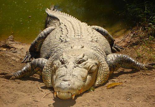 Saltwater crocodile