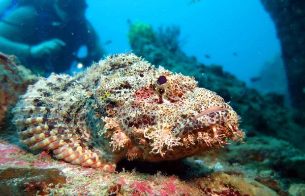 Stonefish