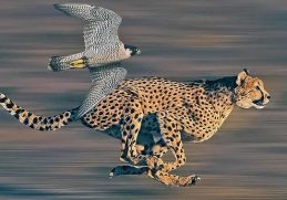 The Fastest Animals in the World