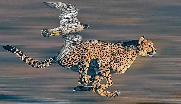 The Fastest Animals in the World