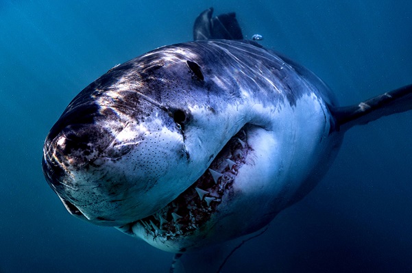 Great White Shark