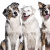 The Longest Living Dog Breeds