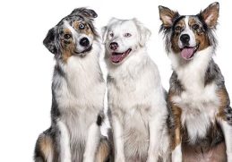 The Longest Living Dog Breeds