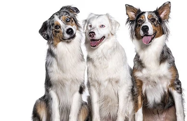 The Longest Living Dog Breeds